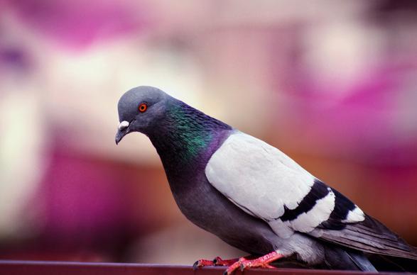 wild dove picture elegant closeup