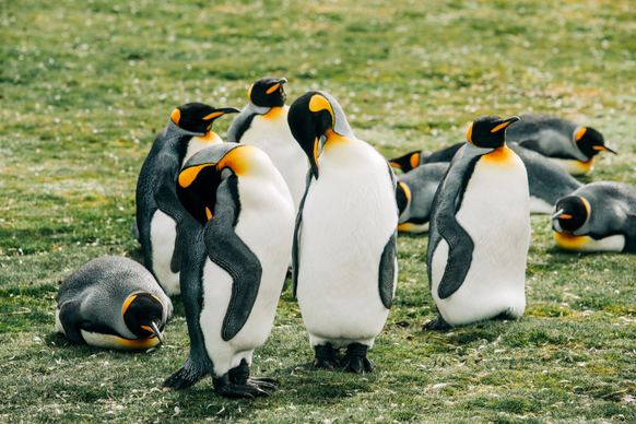 wild emperor penguin flock picture elegant modern