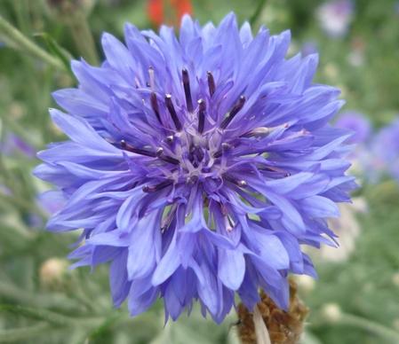 wild flower blue knapweed