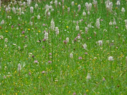 wild flower meadow meadow hoary plantain