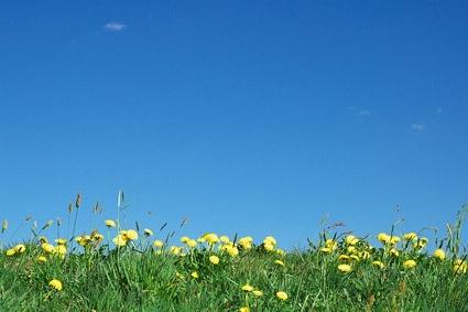 wild flowers and sky picture