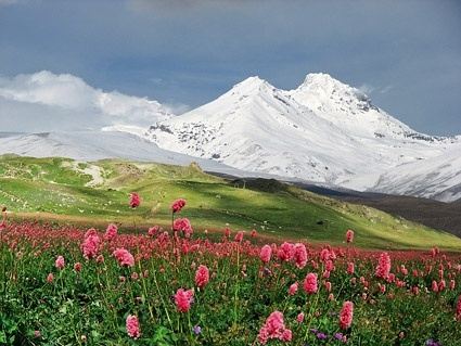 wild flowers under the snowcapped mountains picture