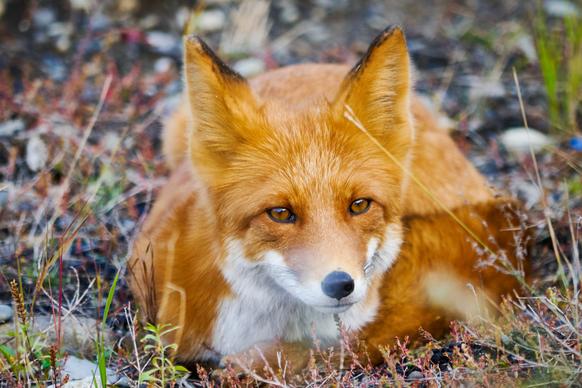 wild fox picture cute closeup 
