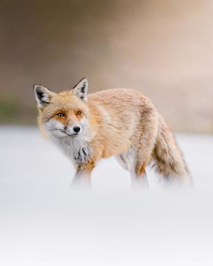 wild fox picture elegant bright dynamic