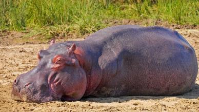 wild hippo picture cute realistic