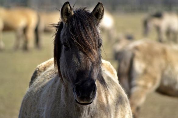 wild horse mare pregnant