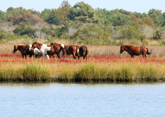 wild horses herd marsh ponies