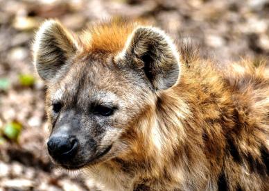 wild hyena picture cute face closeup