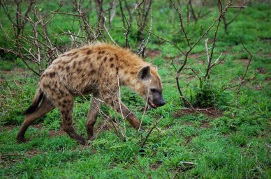 wild hyena picture dynamic walking