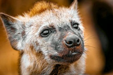 wild hyenas picture contrast face closeup
