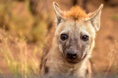 wild hyenas picture cute closeup