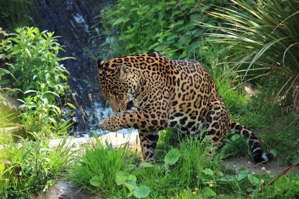 wild jaguar