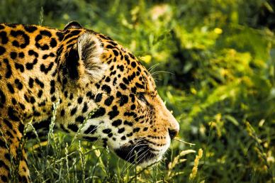 wild jaguar picture elegant closeup face