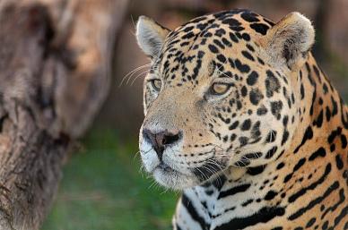 wild jaguar picture elegant face closeup 