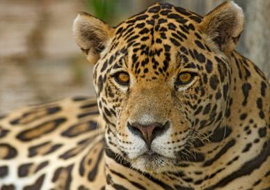 wild jaguar picture elegant face closeup
