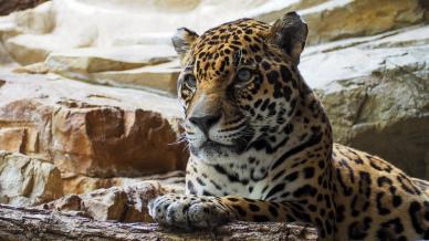 wild jaguar picture relaxing scene