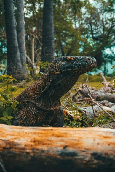 wild jungle picture komodo dragon face closeup