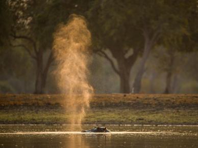 wild life picture backdrop dynamic hippo water eruption