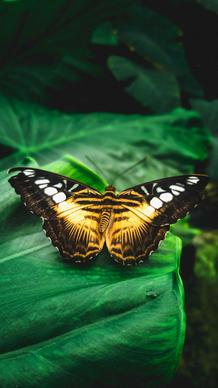 wild life picture closeup butterfly perching leaf 