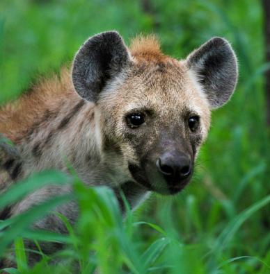 wild life picture cute closeup hyenas face