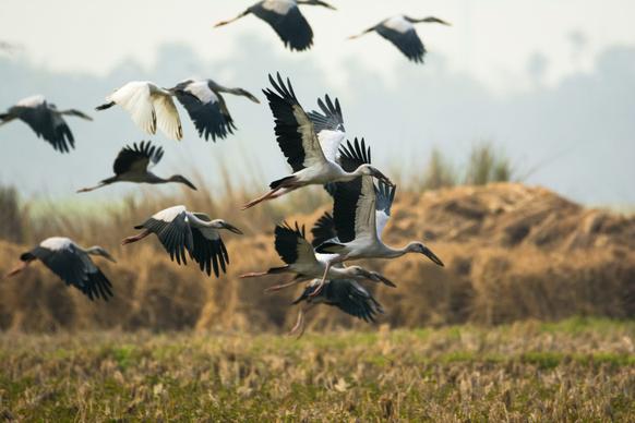 wild life picture dynamic flying stork flock