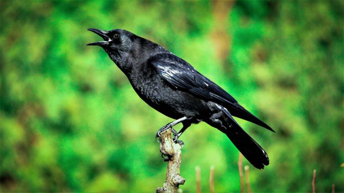 wild life picture dynamic singing crow scene 