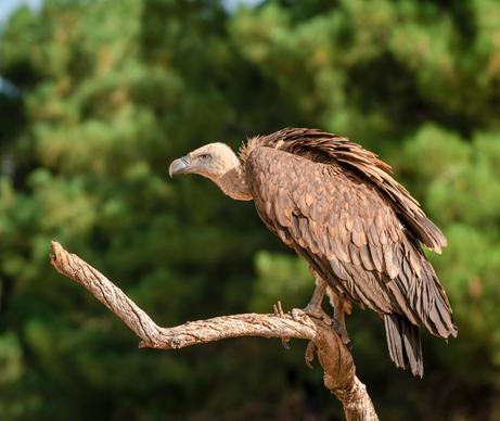 wild life picture elegant bright perching vulture scene