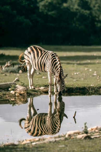 wild life picture elegant drinking zebra reflection scene