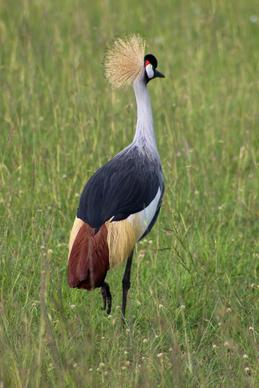 wild life picture elegant grey crowned crane standing meadow 