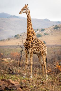 wild life picture giraffe mountain scene 