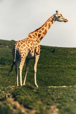 wild life picture giraffee on meadow
