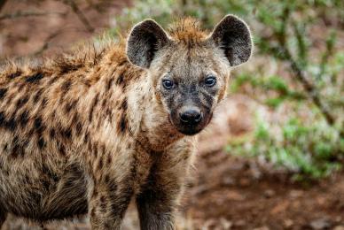 wild life picture hyenas realistic closeup