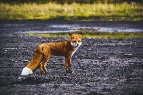 wild life picture lonely fox mud land scene 