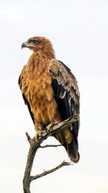 wild life picture perching eagle