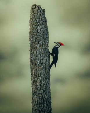 wild life picture perching woodpecker dark scene 