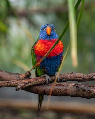 wild macaw picture cute perching bird 