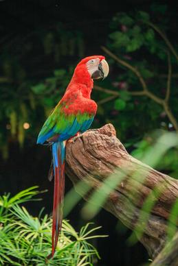 wild macaw picture elegance contrast