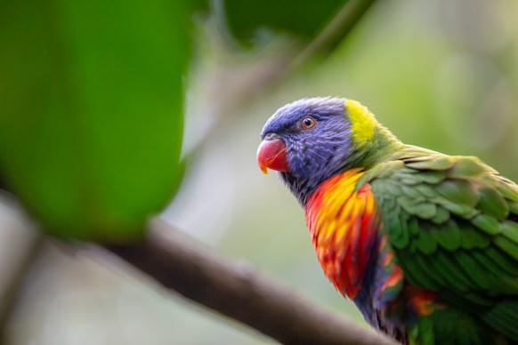 wild macaw picture elegant cute closeup 