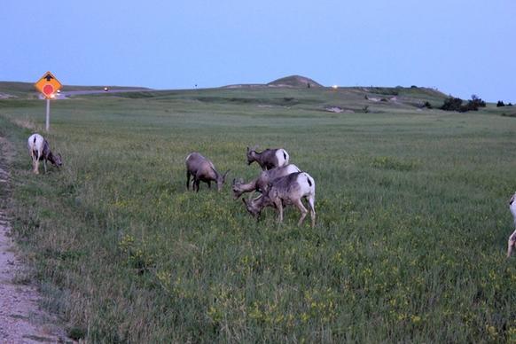 wild mountain goats at badlands national park south dakota