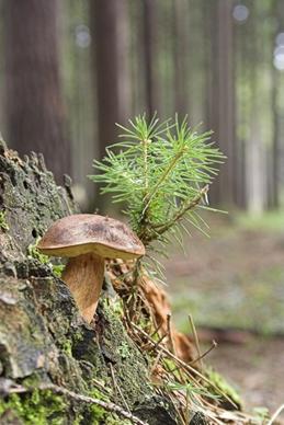 wild mushroom close