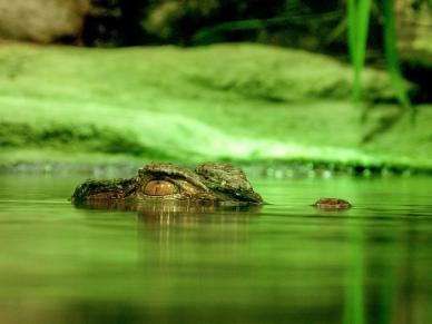 wild natural crocodile picture elegant closeup swimming scene