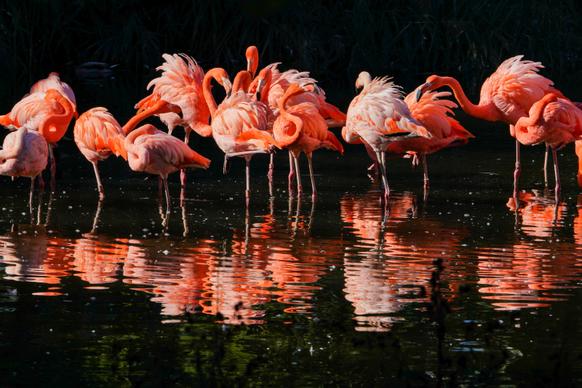 wild natural flamingo picture dark contrast reflection 