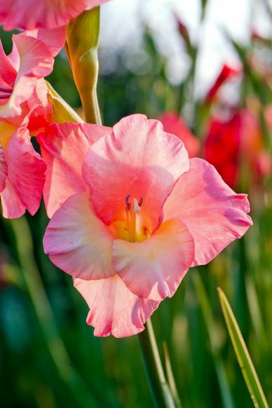 wild nature backdrop picture blooming gladiolus flowers scene