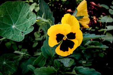 wild nature backdrop picture blooming pansy flowers leaves
