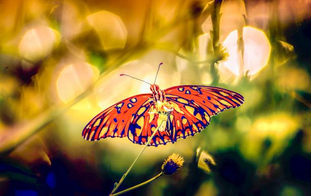 wild  nature backdrop picture blurred closeup butterfly peching