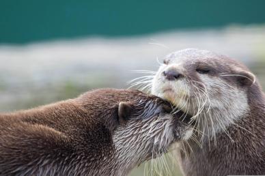 wild nature backdrop picture cute dynamic joyful otters