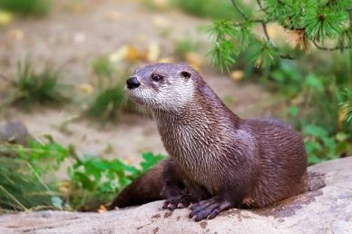 wild nature backdrop picture cute otter elegance