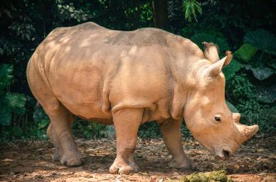 wild nature backdrop picture cute rhino