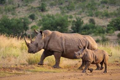 wild nature backdrop picture cute rhinoes family