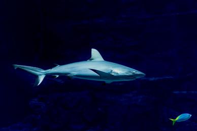 wild nature backdrop picture dark shark scene